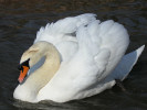 Mute Swan (WWT Slimbridge October 2011) - pic by Nigel Key